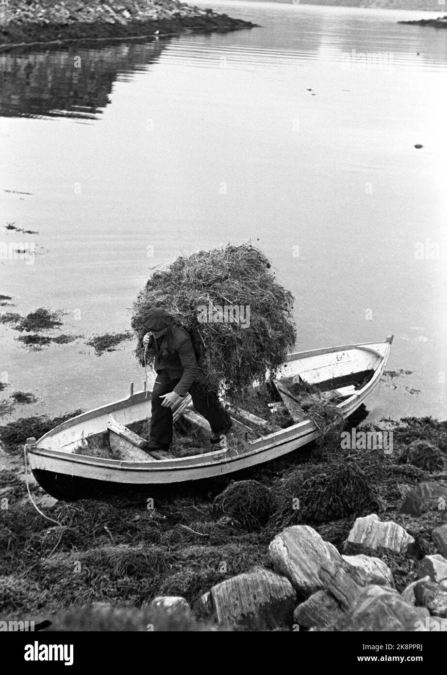 Sørøya dans le Finnmark au printemps de 1947, la plupart de la population de Sørøya était sur 15 février 1945, évacué en Écosse par British / Allied Marine, après avoir vécu dans des casernes et des grottes de montagne sur la course des Allemands. Aujourd'hui, la population de Sørøya est aux prises avec la reprise. Olav Bersvendsen s'enlit à l'extérieur de l'île. Le foin du petit message doit être gratté ensemble de plusieurs zones et transporté à la maison par bateau. Photo : Th. Scotaam / courant / NTB. Banque D'Images