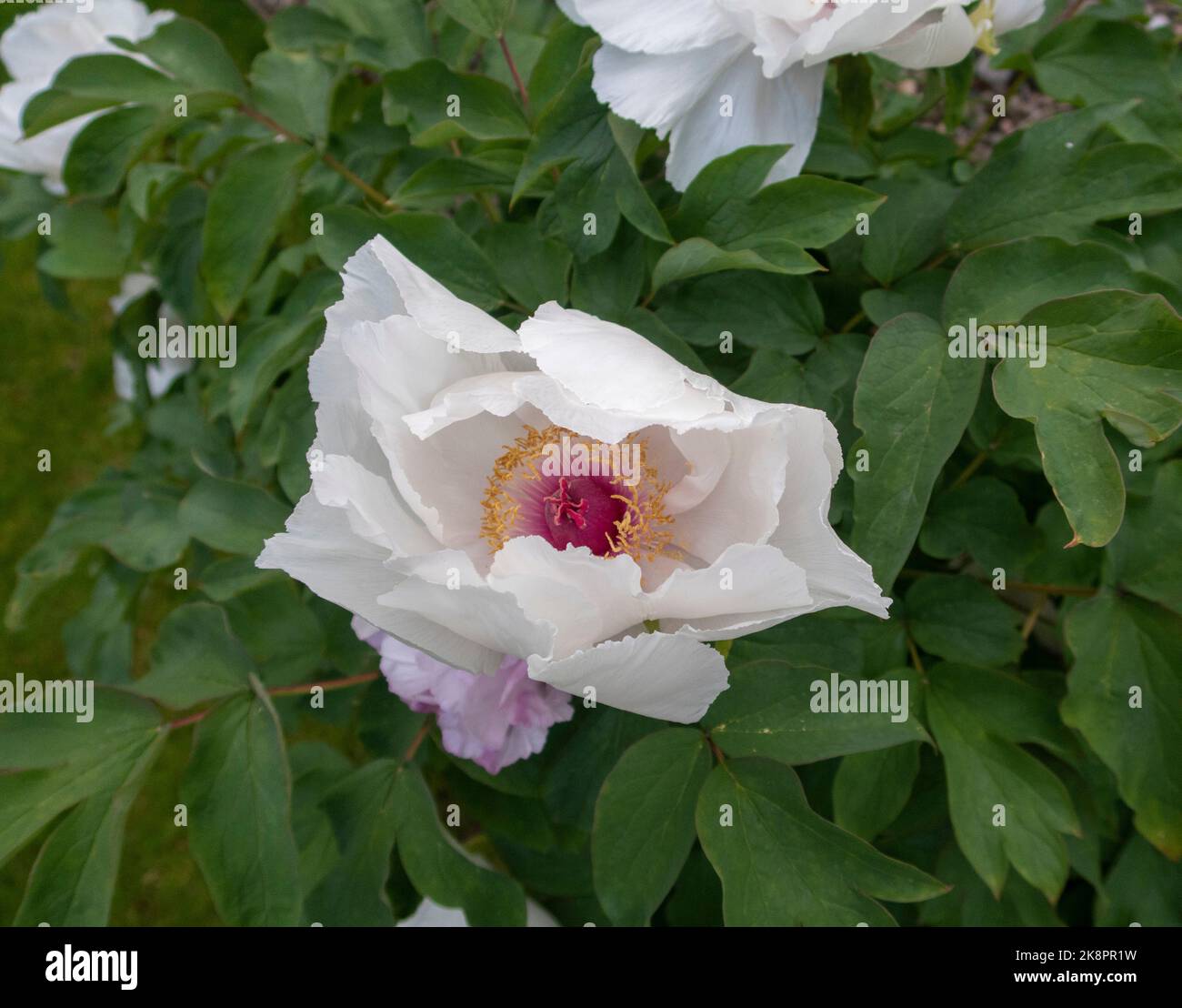 Pivoine blanche, paeonia suffruticosa Banque D'Images