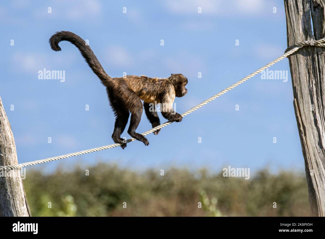 Capucins à ventre doré / capucins à poitrine jaune / capucins à tête de chamois (Sapajus xanthosternos), équilibre de singe sur corde dans le zoo / jardin zoologique Banque D'Images