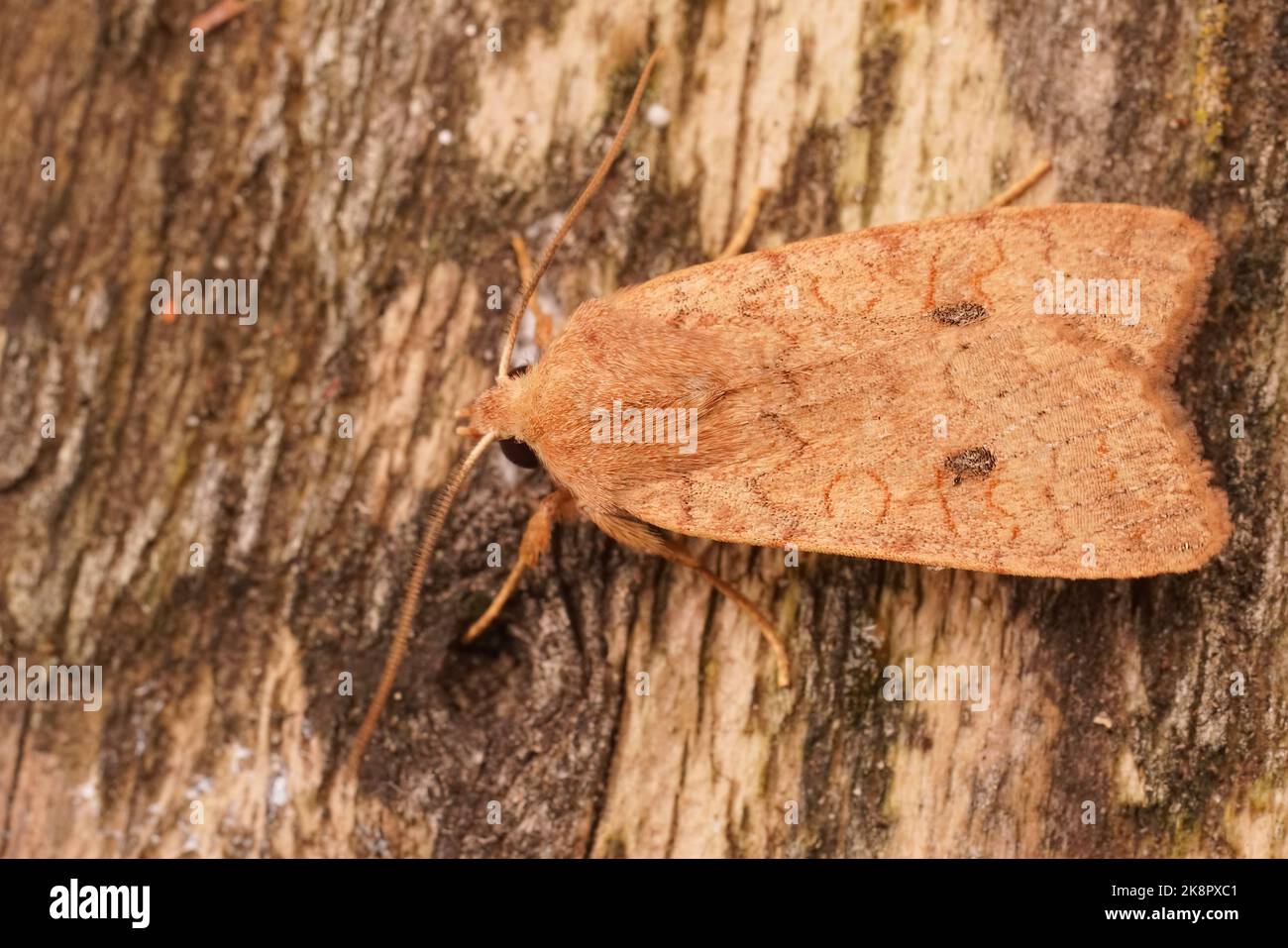 Gros plan sur le papillon orange coloré, Agrochola circellaris assis sur le bois Banque D'Images