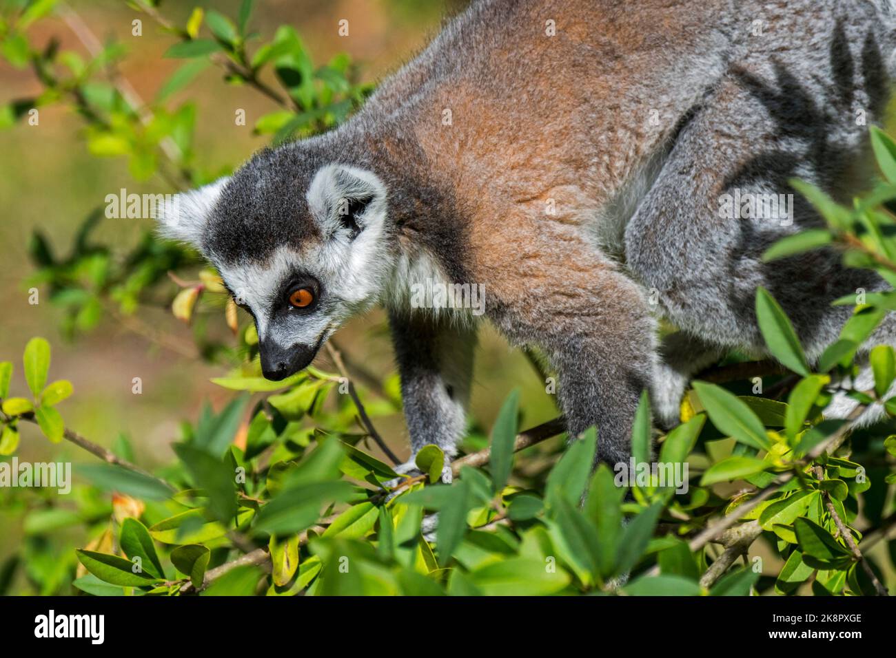 Lemur à queue annulaire (Lemur catta), fourrager dans des arbres, primate en voie de disparition endémique à l'île de Madagascar, en Afrique Banque D'Images