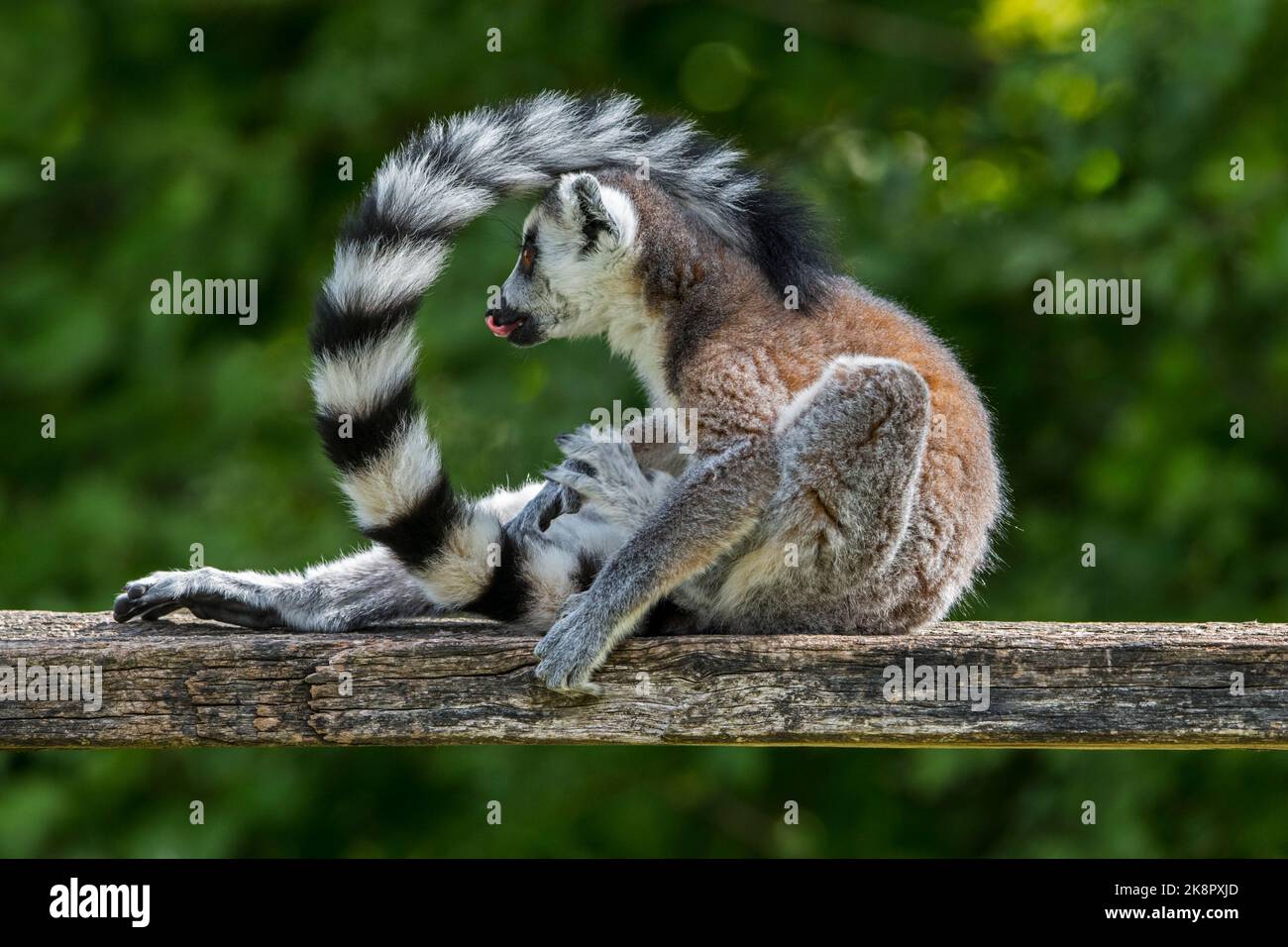 Fourrure de toilettage de lémuriens (Lemur catta), primate en voie de disparition endémique à l'île de Madagascar, en Afrique Banque D'Images
