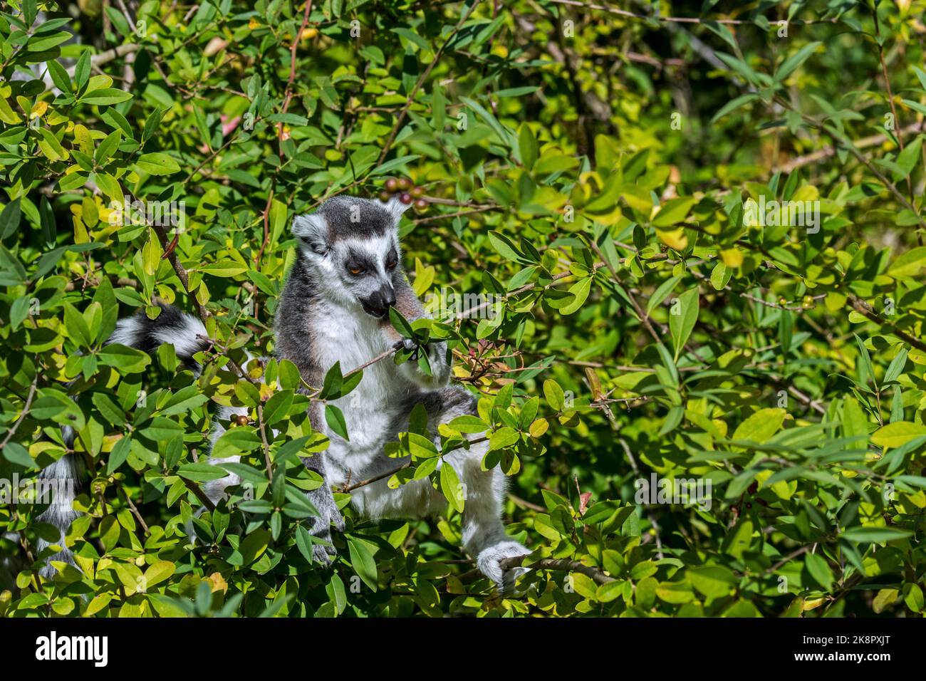 Lémuriens à queue annulaire (Lemur catta) dans la canopée des arbres mangeant des feuilles, primate en voie de disparition endémique à l'île de Madagascar, en Afrique Banque D'Images