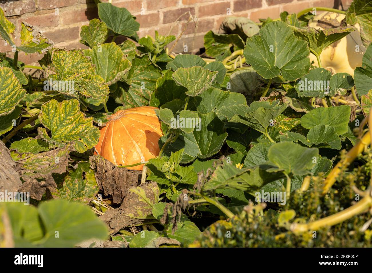 citrouilles poussant sur le sol. Citrouilles à manger. Banque D'Images