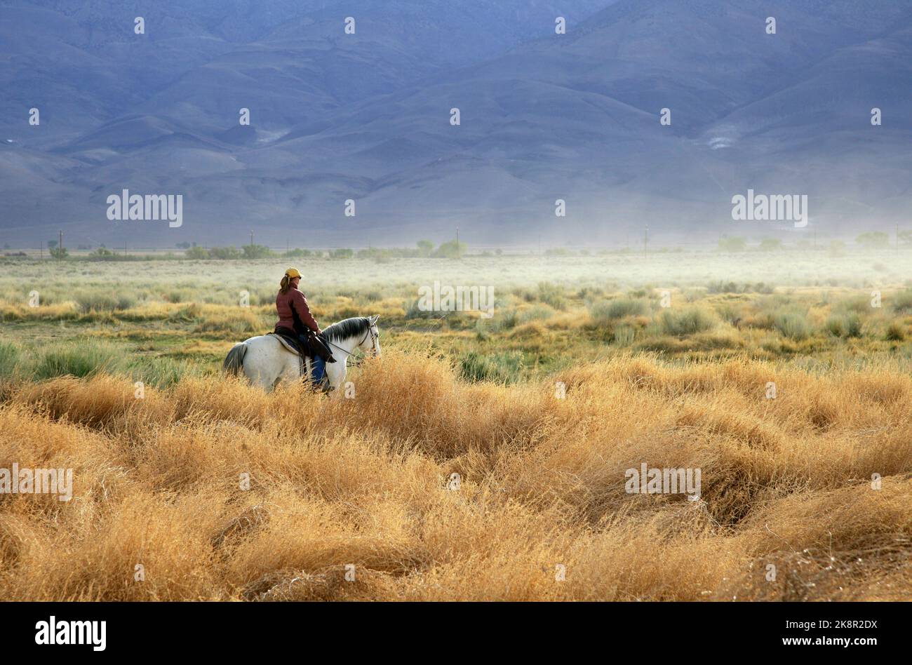 Lone Rider Sierras Foothills / Californie Banque D'Images