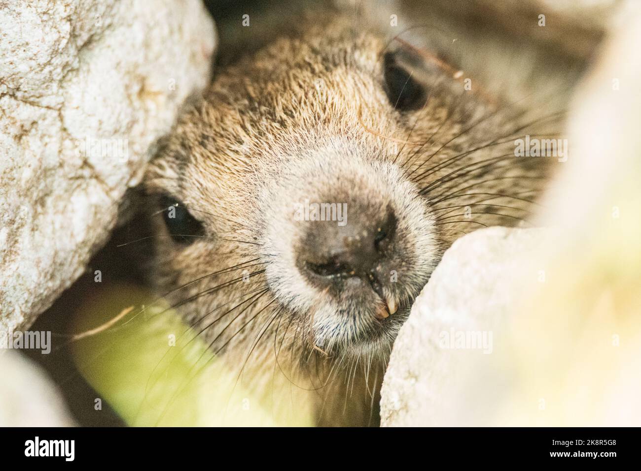 Marmottes, Alpes, Vallée de Roya, france Banque D'Images