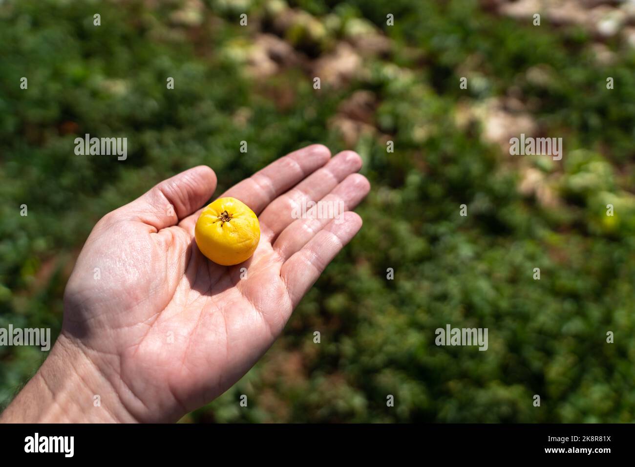 Très beau fruit frais de Cagaita, Eugenia dysenterica, à la main de fermier. Fruit jaune exotique riche en vitamines, flavonoïdes, antioxydants, minéraux Banque D'Images