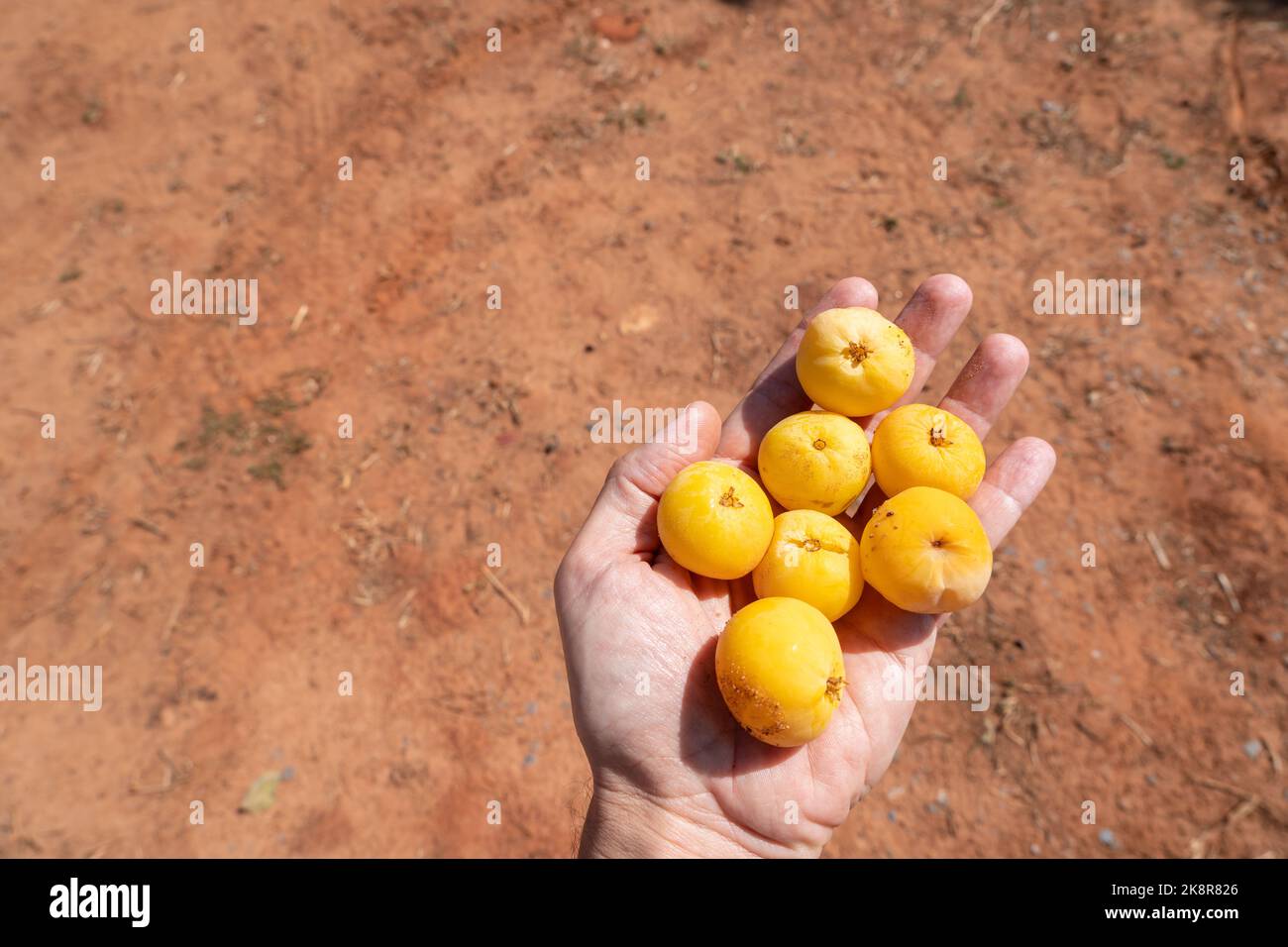Très beau fruit frais de Cagaita, Eugenia dysenterica, à la main de fermier. Fruit jaune exotique riche en vitamines, flavonoïdes, antioxydants, minéraux Banque D'Images
