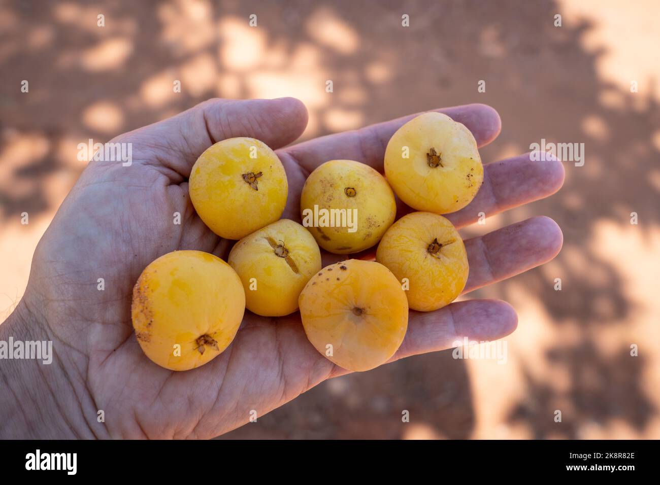 Très beau fruit frais de Cagaita, Eugenia dysenterica, à la main de fermier. Fruit jaune exotique riche en vitamines, flavonoïdes, antioxydants, minéraux Banque D'Images