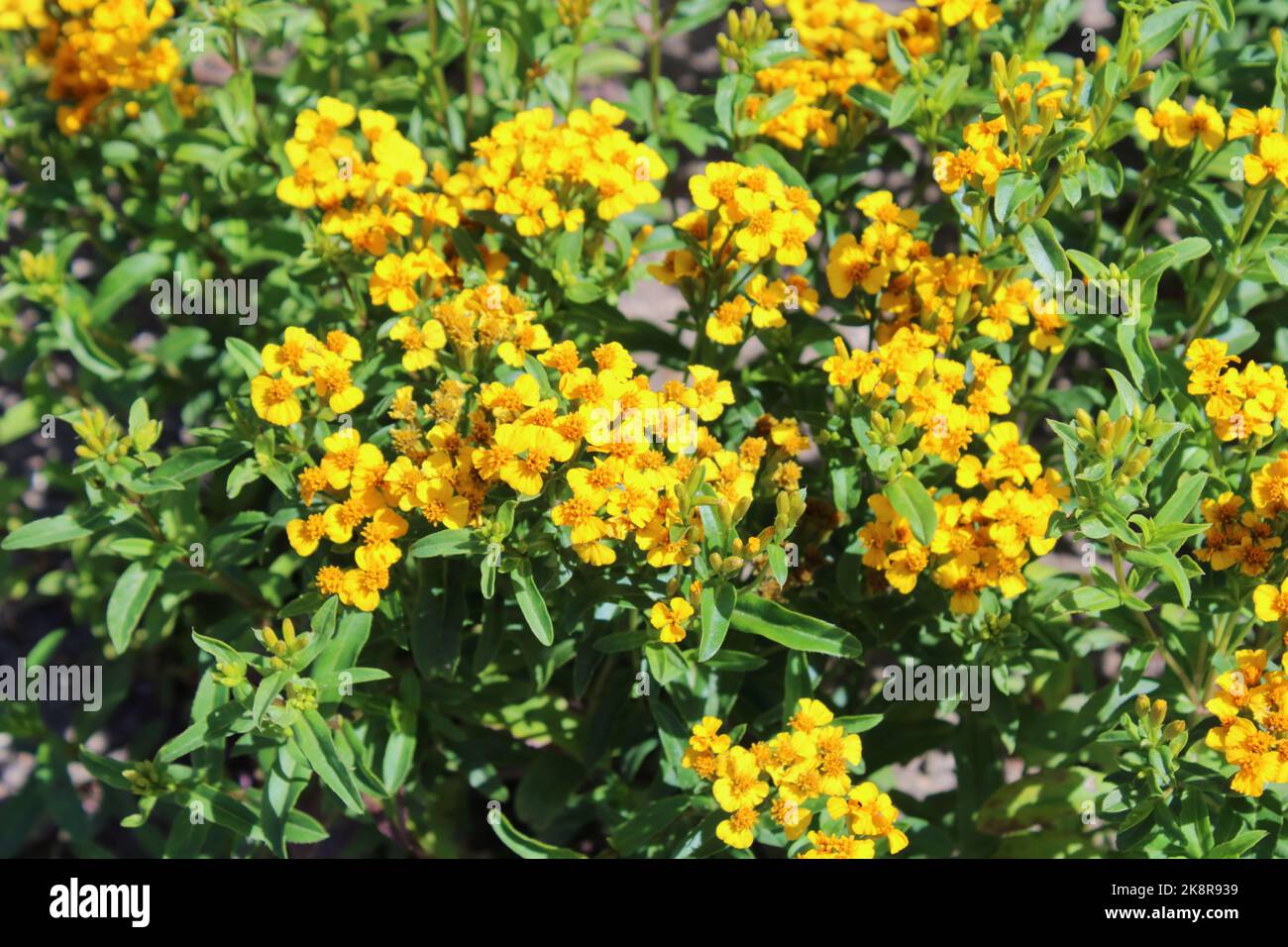 Tarragon mexicain (Tagetes lucida) plantes avec fleurs. Banque D'Images