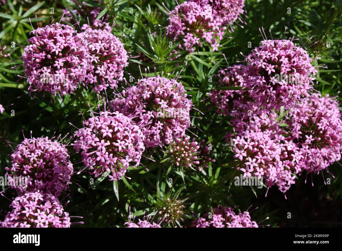 Têtes de fleurs de l'armoise caucasienne (Phuopsis stylosa) Banque D'Images