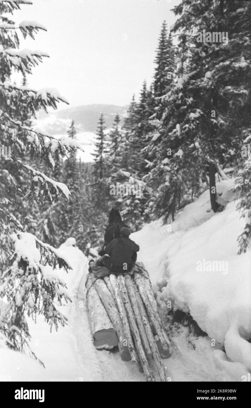 19470405. 'La monnaie et la chaleur sont recueillies à partir de la profondeur de la forêt'. La forêt est importante pour nous après la Seconde Guerre mondiale avec la reconstruction et pour obtenir la Norvège devise étrangère dont nous avons besoin pour importer toutes sortes de marchandises. Les travailleurs forestiers qui travaillent avec l'exploitation forestière ont un travail dur et fatigant. Ici, l'ouvrier forestier a fini de couper du bois et est sur son chemin à la maison avec un cheval et une charrette. Photo : Th. Courant Scotaam / NTB Banque D'Images