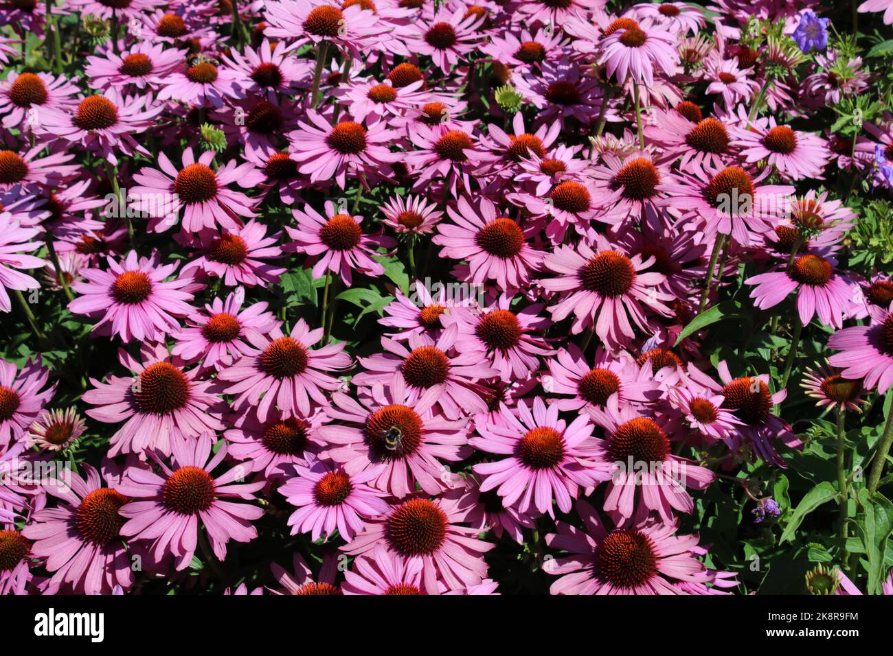 Fleur pourpre (Echinacea purpurea 'Pagnus') dans le jardin. Banque D'Images