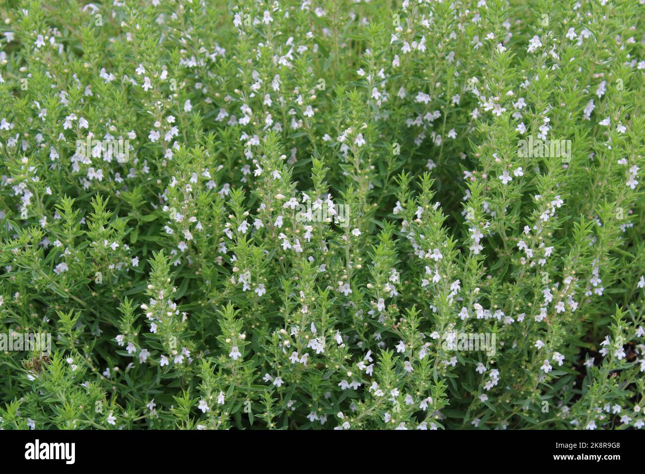 Plante salée d'hiver (satureja montana) avec des fleurs Banque D'Images