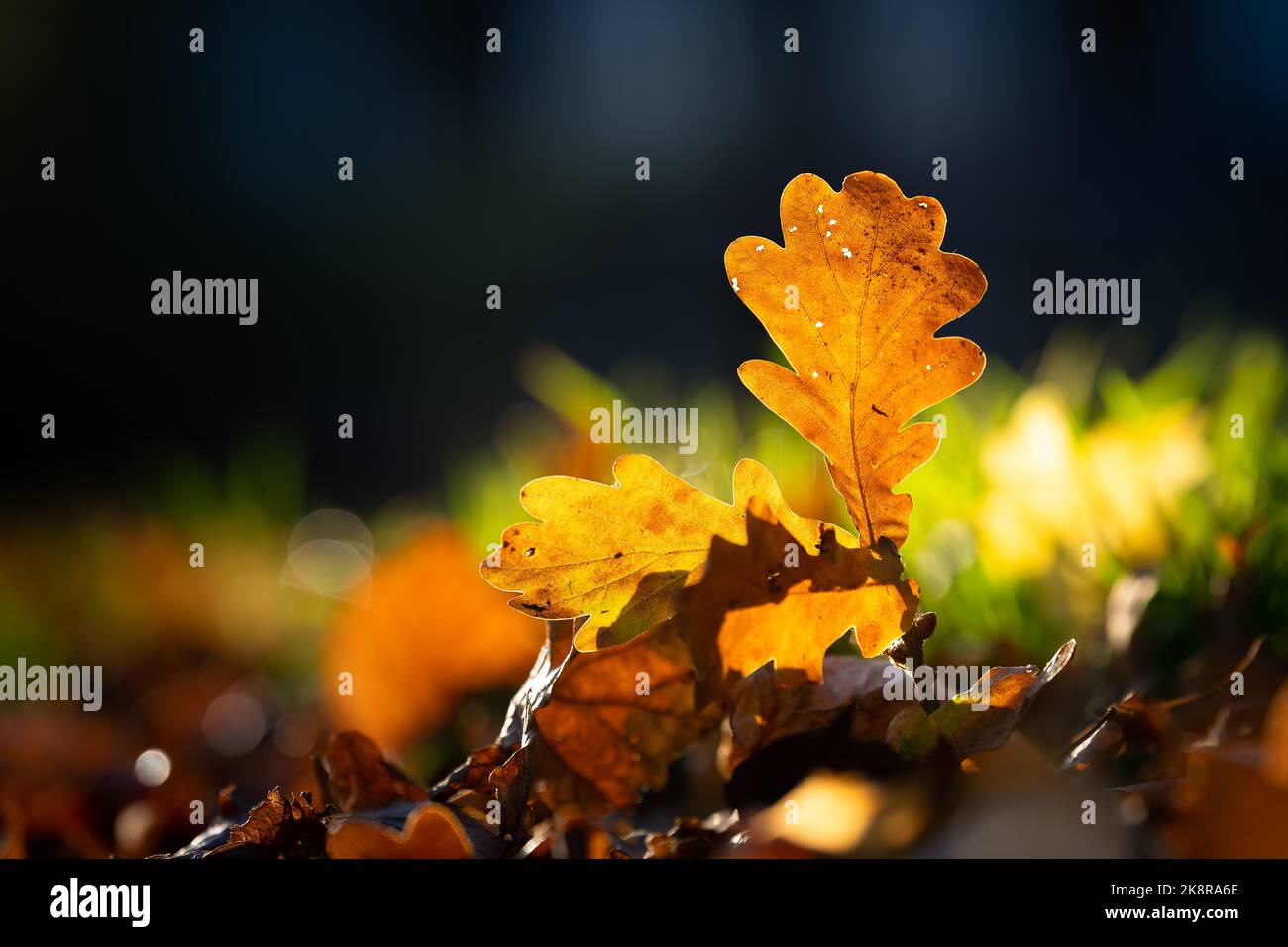 Feuille de chêne d'automne au soleil du matin. Banque D'Images