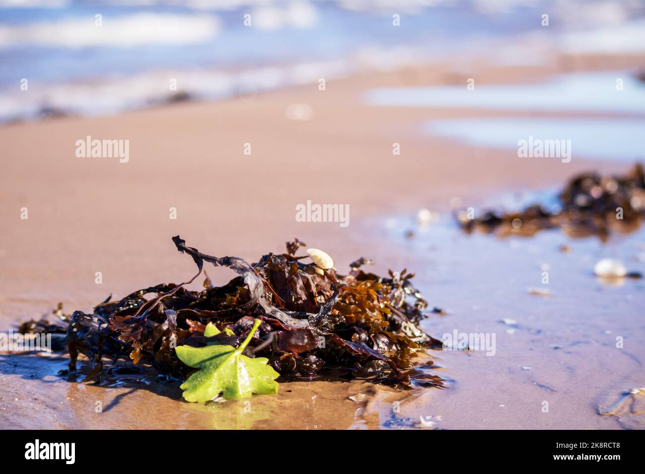 L'algue brune avec une feuille verte dans le sable de plage avec un fond d'eau de plage Banque D'Images