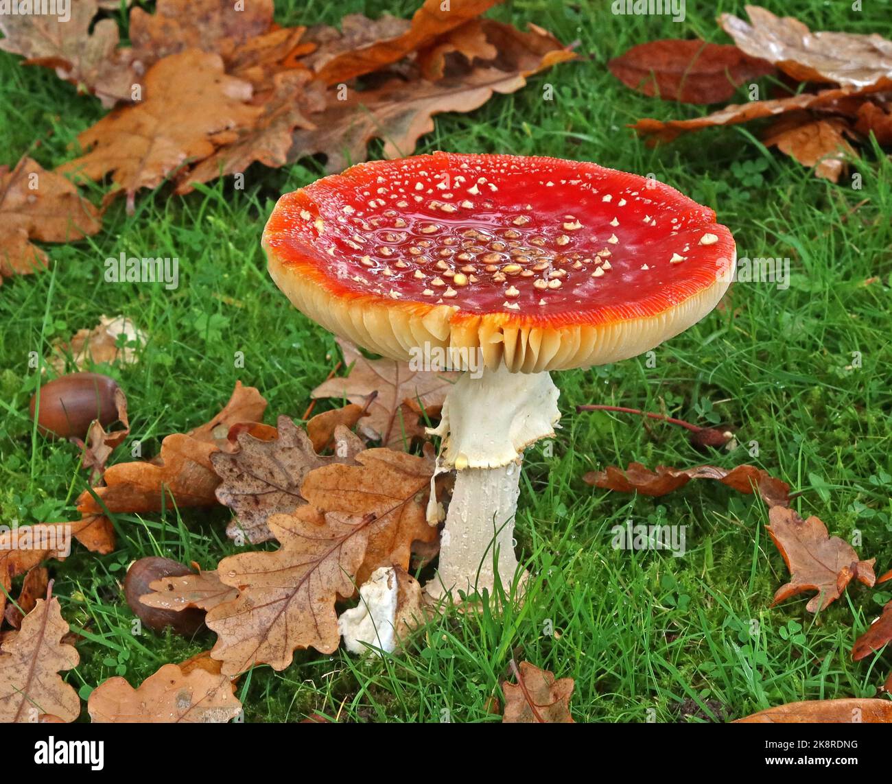 Champignon pathogène mature de la mouche, espèce emblématique de tabouret à Grappenhall, Warrington, Cheshire, Angleterre, Royaume-Uni en automne - Amanita muscaria Banque D'Images