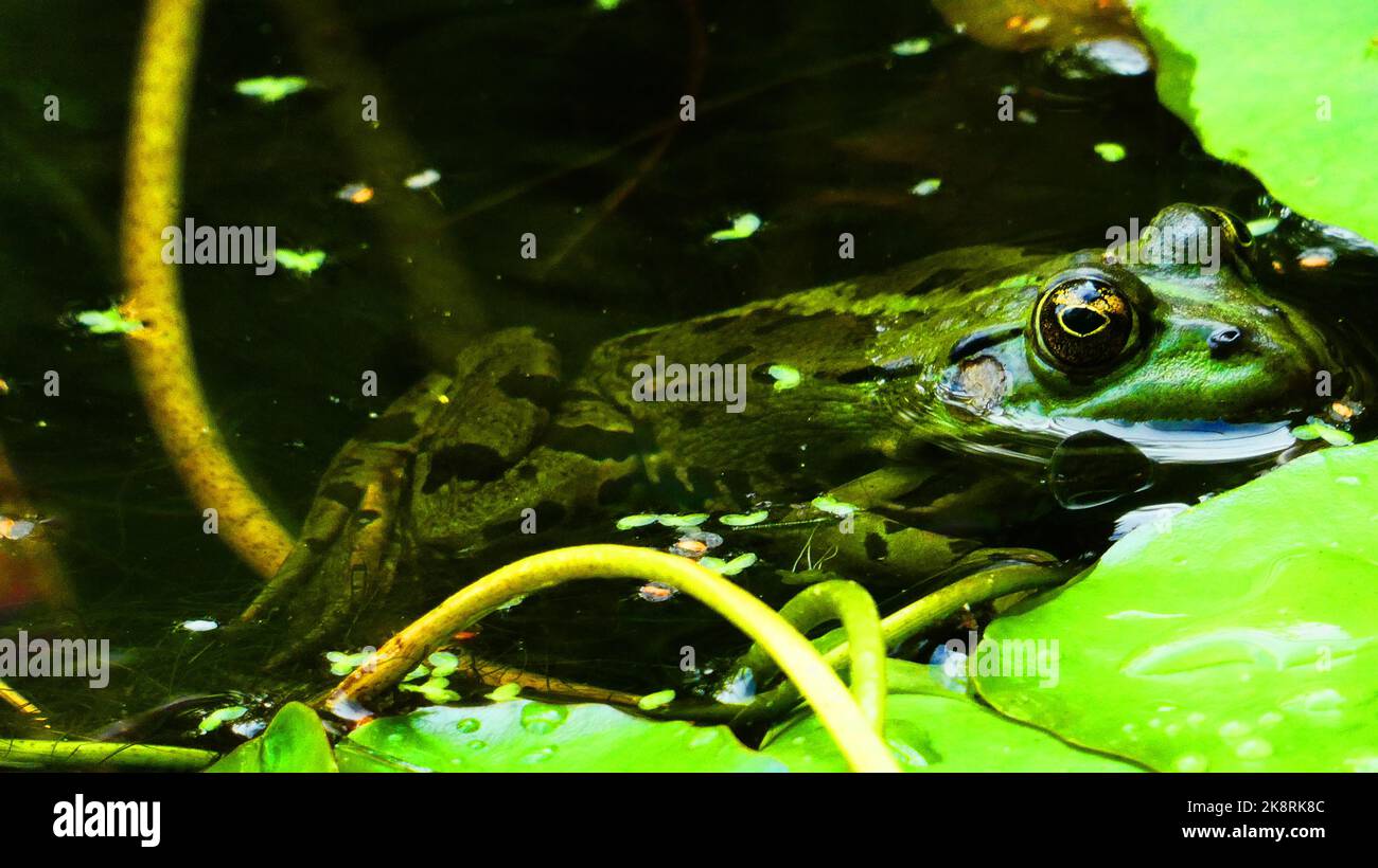 Pondgrenouille verte avec de beaux yeux dorés. Rama esculenta flottant dans l'eau sombre Banque D'Images