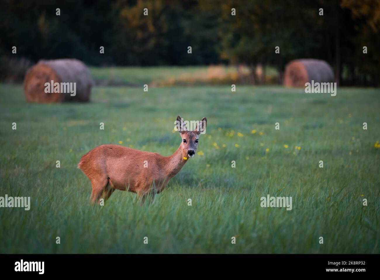 Un beau cerf debout au milieu d'un champ avec de l'herbe fraîche Banque D'Images