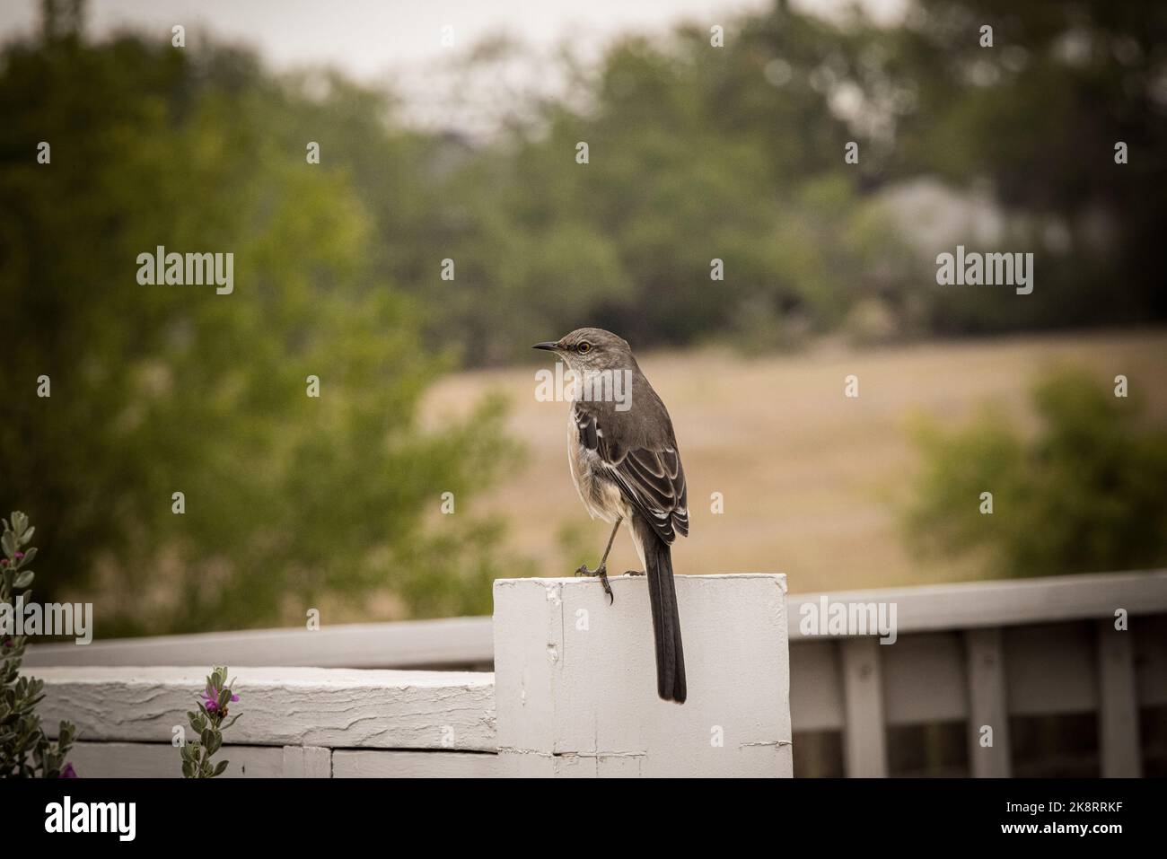 Un mockingbird du nord perché sur une clôture en bois dans le Texas Hill Country, aux États-Unis Banque D'Images