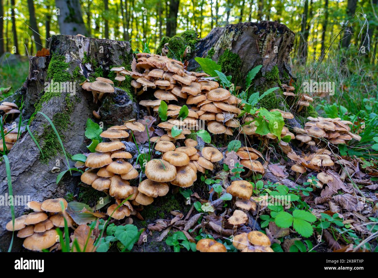 Armillaria mellea maschroom dans la forêt sur la fusée d'arbre Banque D'Images