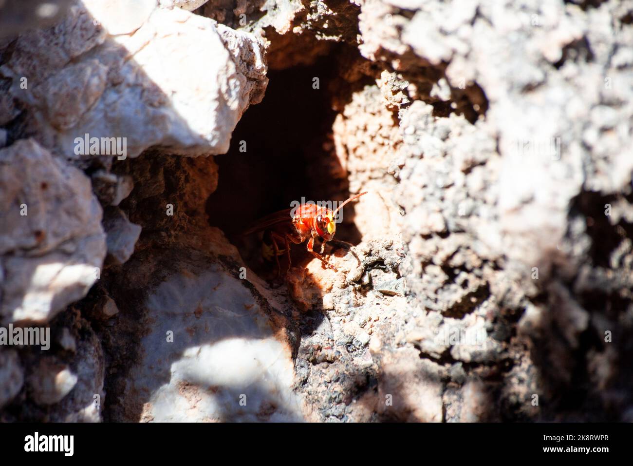 Gros plan frontal d'un hornet européen qui garde l'entrée de leur nid. Vespa crabro gros plan. Photo macro avec mise au point sélective. Hornet dans le nid Banque D'Images
