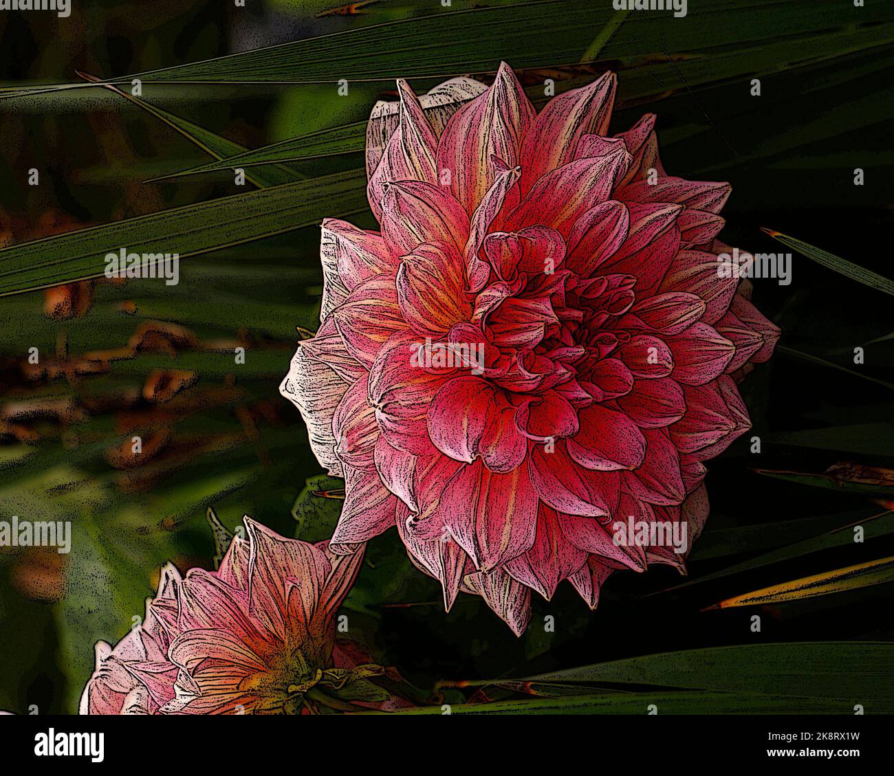 Illustration de l'énorme fleur rose jardin plante Dahlia Otto frisson. Banque D'Images