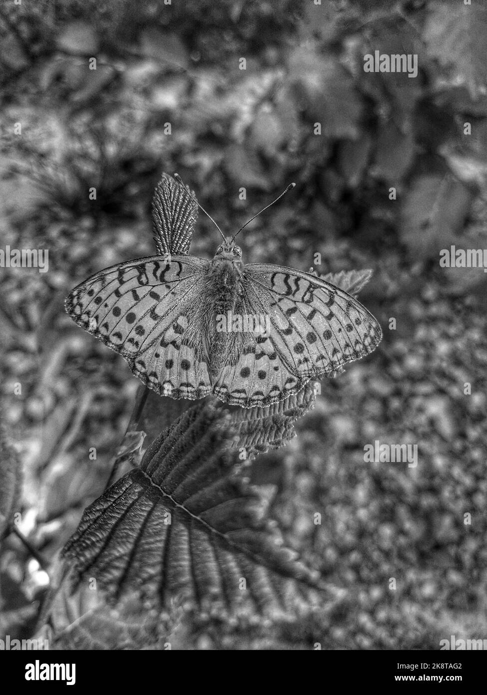 Un gros plan vertical en échelle de gris d'un fritillaire lavé à l'argent, Argynnis paphia. Banque D'Images