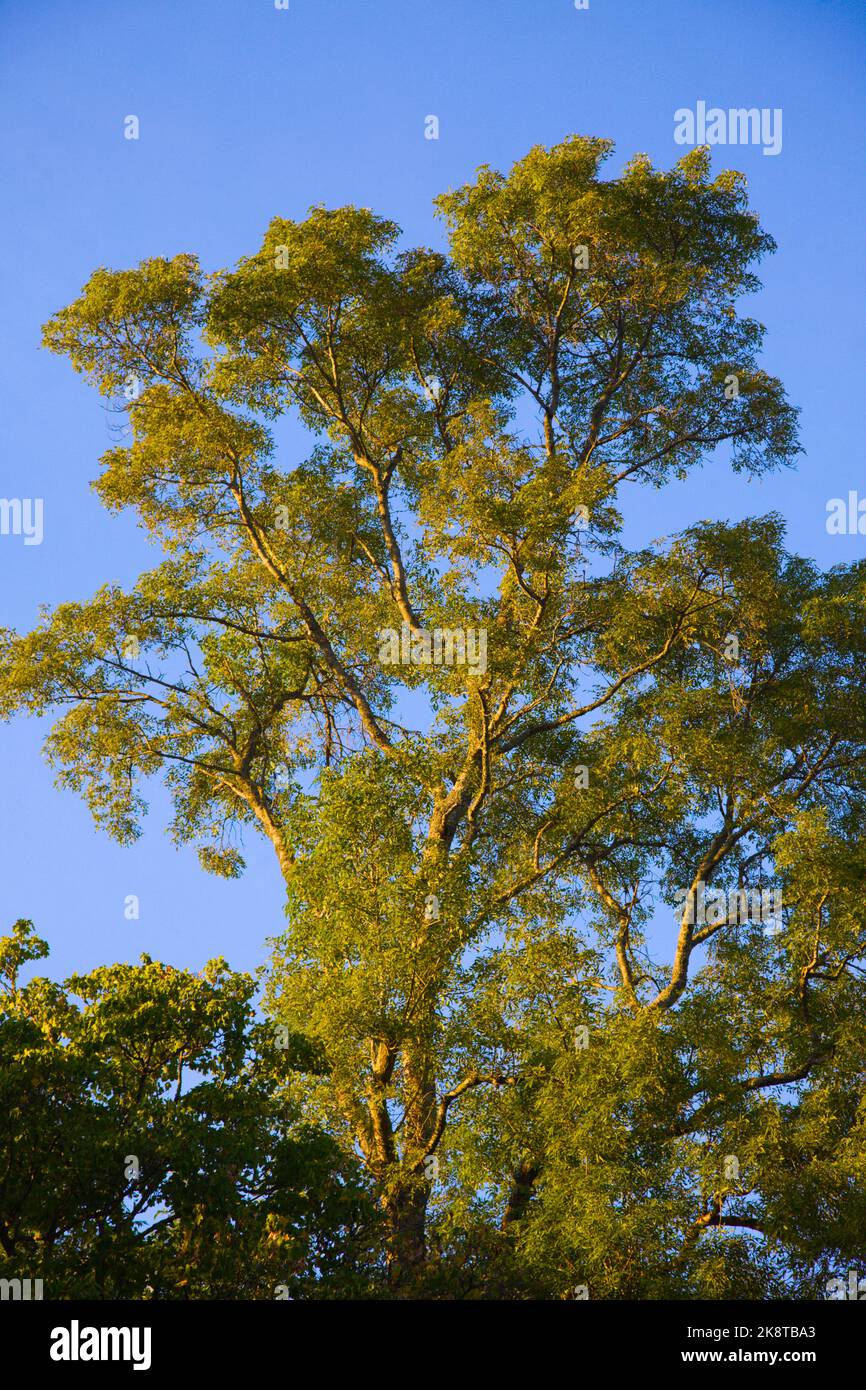 Portugal, forêt nationale de Bucaco, arbres, Banque D'Images