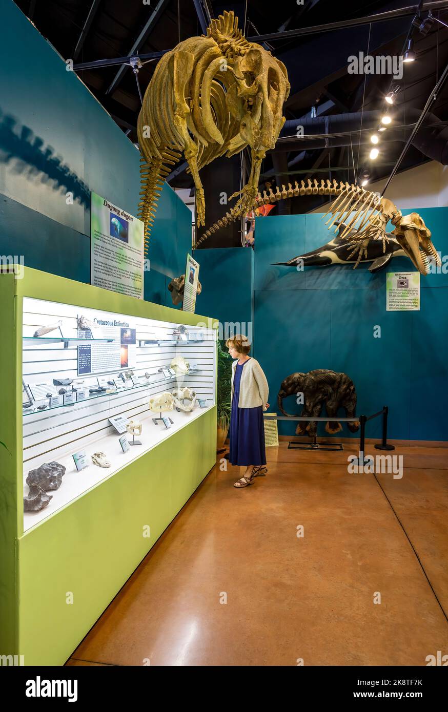 Océan préhistorique Dinosaur Hall, Centre de ressources, Woodland Park, Colorado USA Banque D'Images