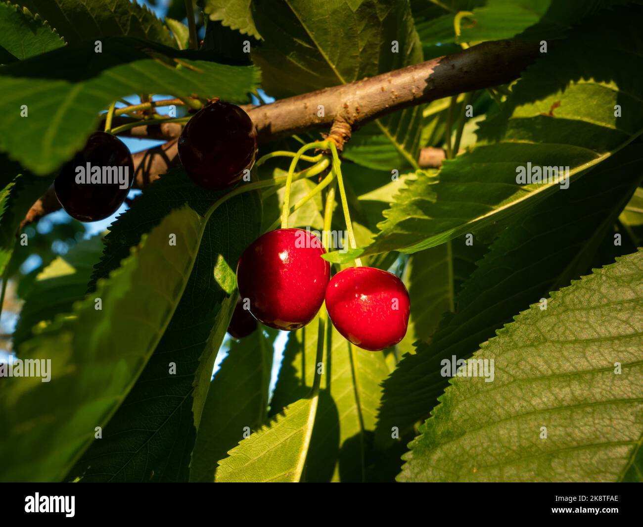 Paire de cerises juteuses rouges sur un arbre. Les fruits doux sont incandescents dans la lumière du soleil du soir. Gros plan sur les aliments biologiques frais crus dans la nature. Banque D'Images