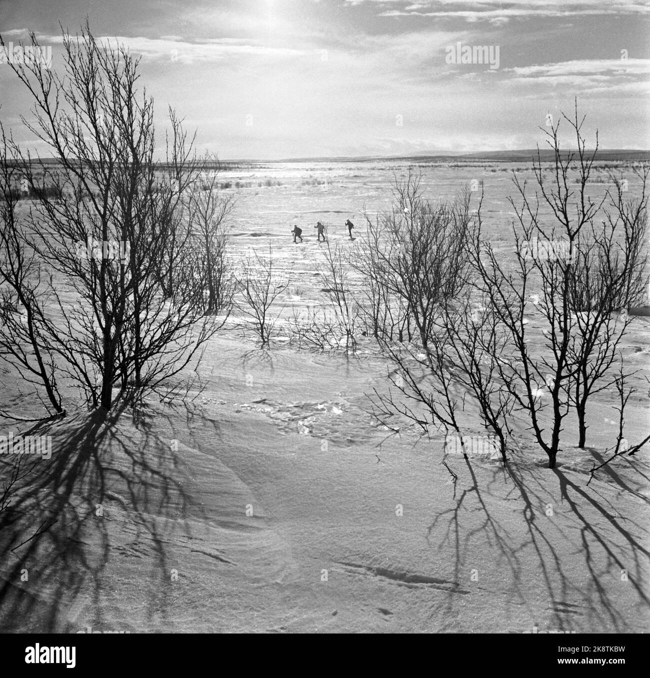 Finnmark à l'hiver 1949. Chasse au loup sur Finnmarksvidda. Le Ministère de l'agriculture a alloué de l'argent à la chasse aux loups à Finnmark après que de grandes troupeaux de rennes aient été endommagés par des loups. L'action a fait appel à des chasseurs locaux et loués, ainsi qu'à des vols et à des wagons de ceinture. Voici trois chasseurs sâmes sur le chemin au-delà de la prairie. Photo: Sverre A. Børretzen / actuel / NTB Banque D'Images