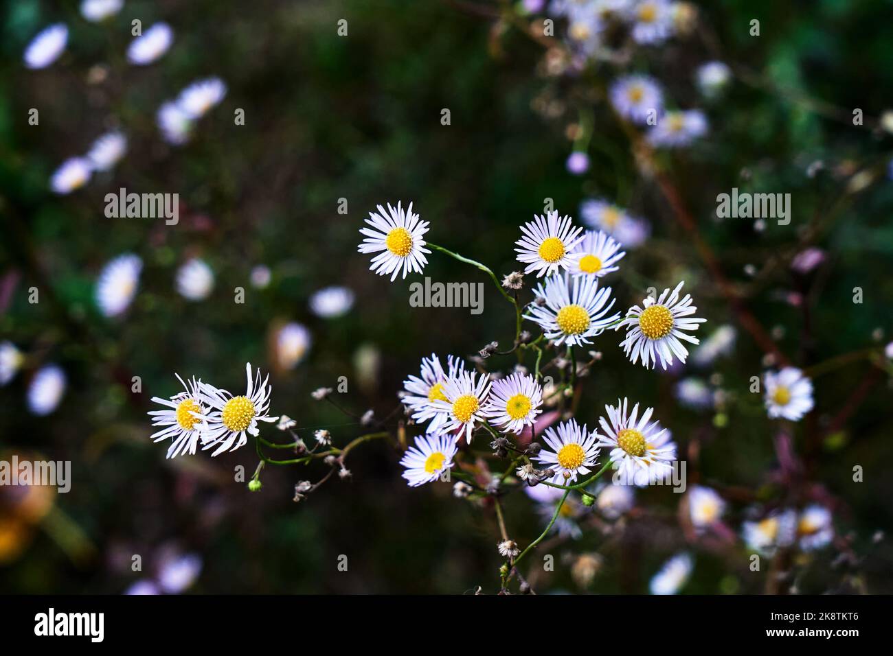 Adjectif - fleurs jaunes et blanches, petites, d'automne sur une brousse en Pologne Banque D'Images