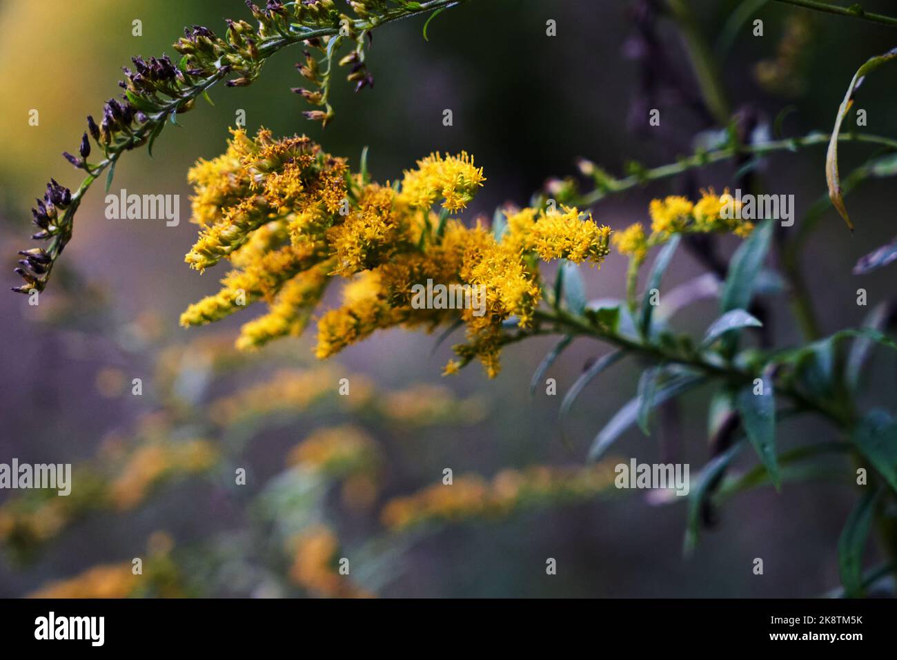 Goldenrod - fleurs jaunes, petites, d'automne sur un Bush en Pologne Banque D'Images