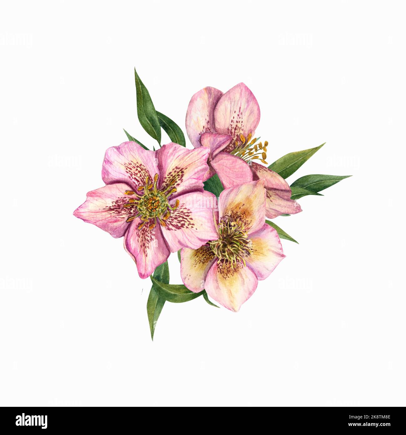 Hellébores aquarelles isolées sur un fond blanc. Pour affiche, textile, couverture, arrière-plan, Saint-Valentin, cartes d'anniversaire Banque D'Images