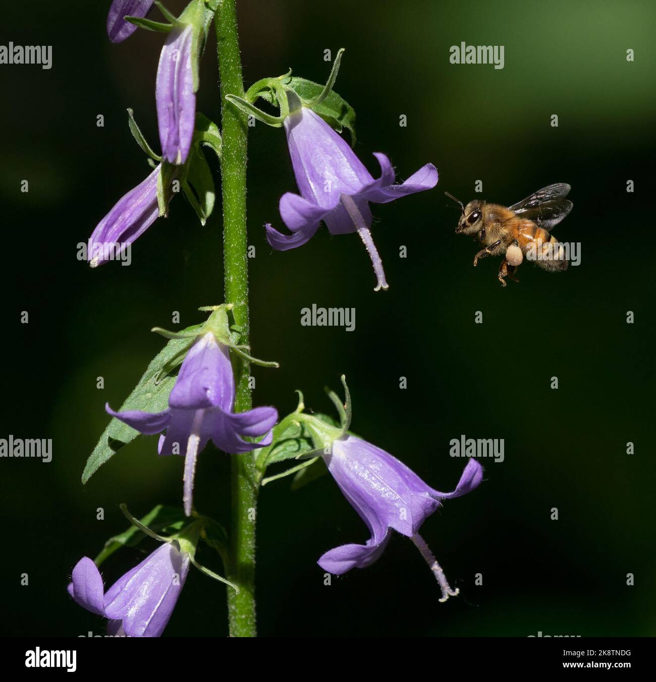 Un Honeybee en vol à côté d'une tige de fleur de Bellflower rampante portant un panier de pollen de bruyère avec un fond de jardin sombre. Banque D'Images