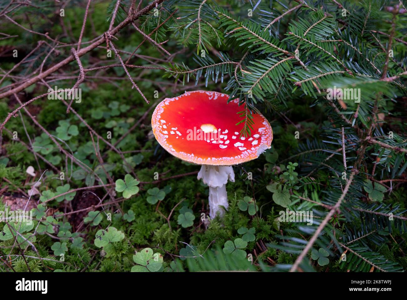Champignons amanita muscaria rouges dans une forêt. Champignons mystiques rouges sur les feuilles vertes de terre. Banque D'Images
