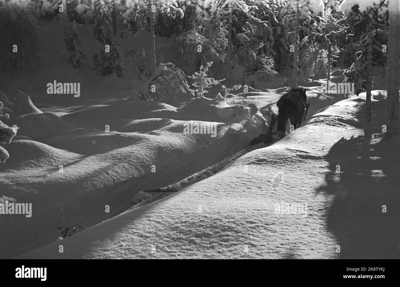 Conduite en bois à Buskerud. Sandsvær supérieur. De grandes quantités de neige qui rendent l'opération difficile. Voici un cheval qui tire du bois. Photo: NTB Banque D'Images