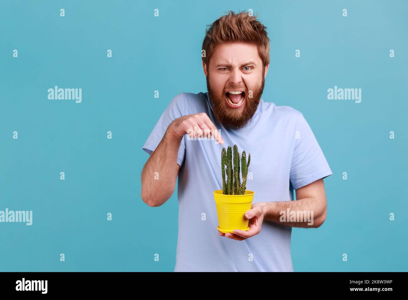 Portrait de beau jeune adulte barbu homme tenant le cactus épineux, veut toucher la fleur avec le doigt, frognant visage de l'ignorance. Studio d'intérieur isolé sur fond bleu. Banque D'Images