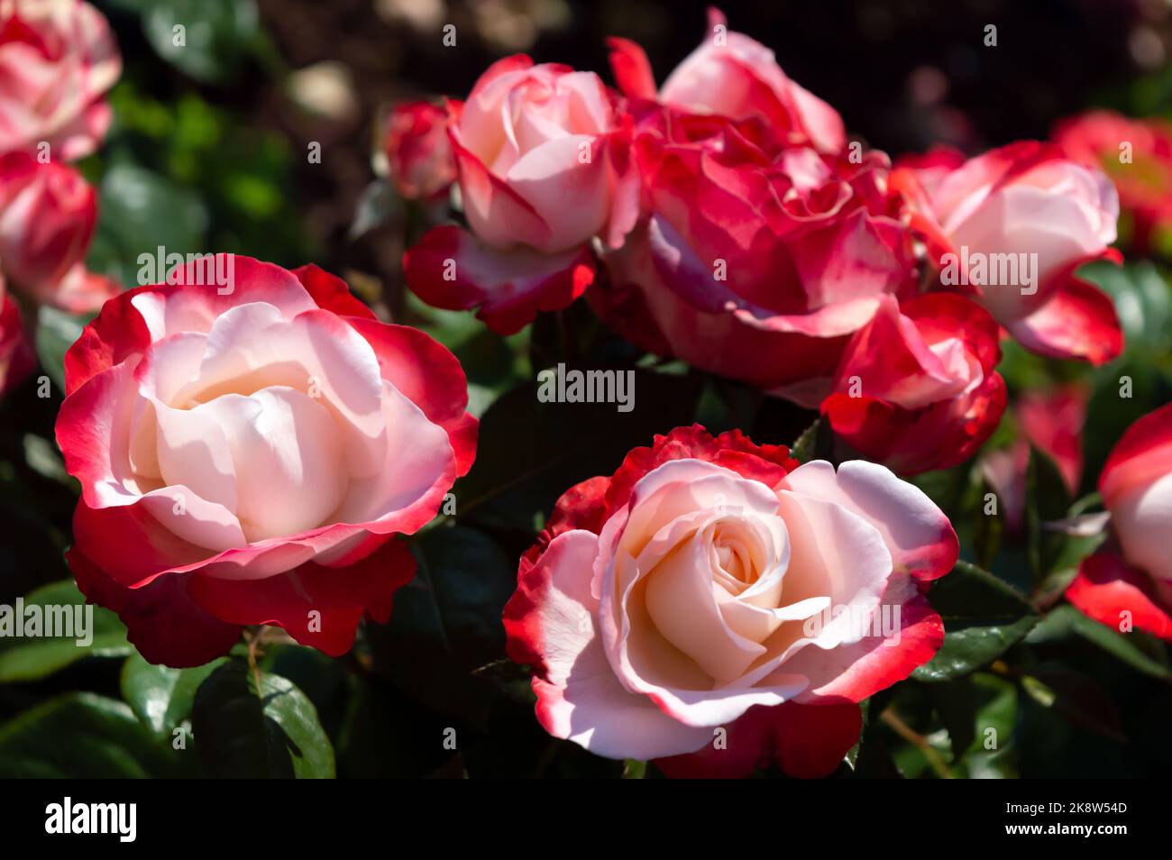 Rose Nostalgie roses blanches rouges dans le jardin du parc Banque D'Images