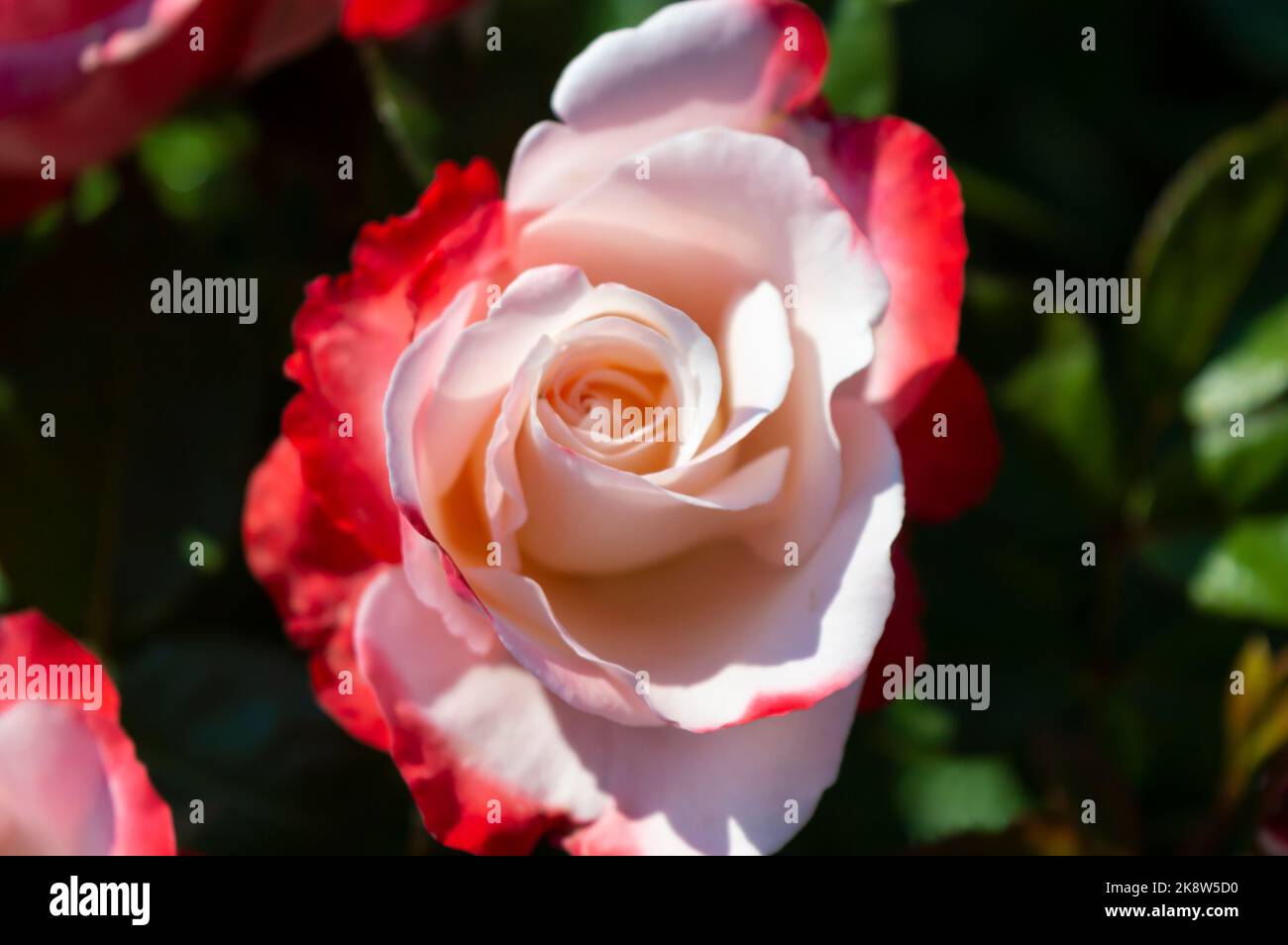 Rose Nostalgie roses blanches rouges dans le jardin du parc Banque D'Images