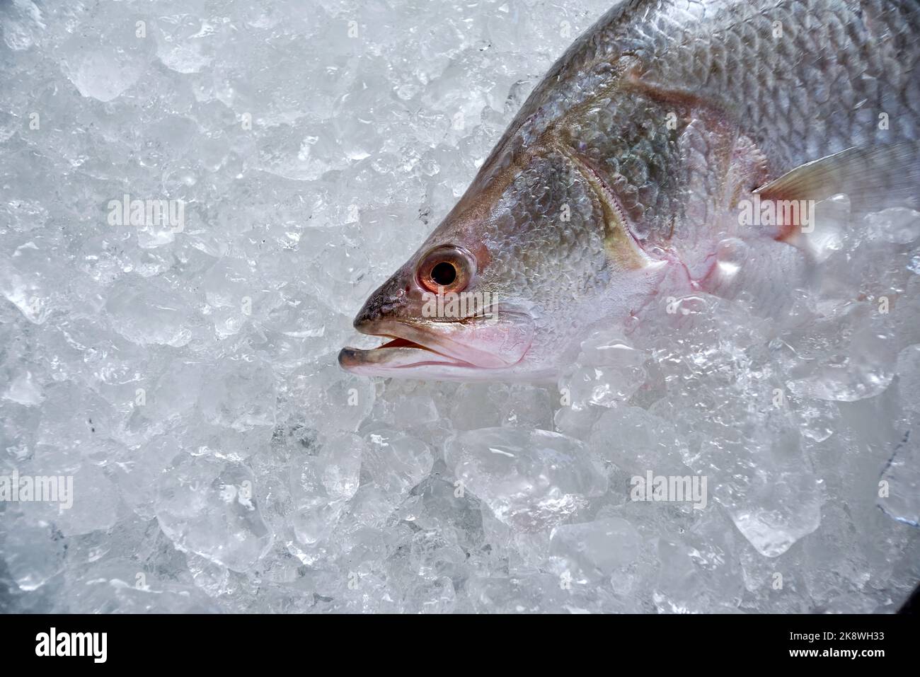 Les basses de mer sont placées sur la glace pour préserver la fraîcheur Banque D'Images