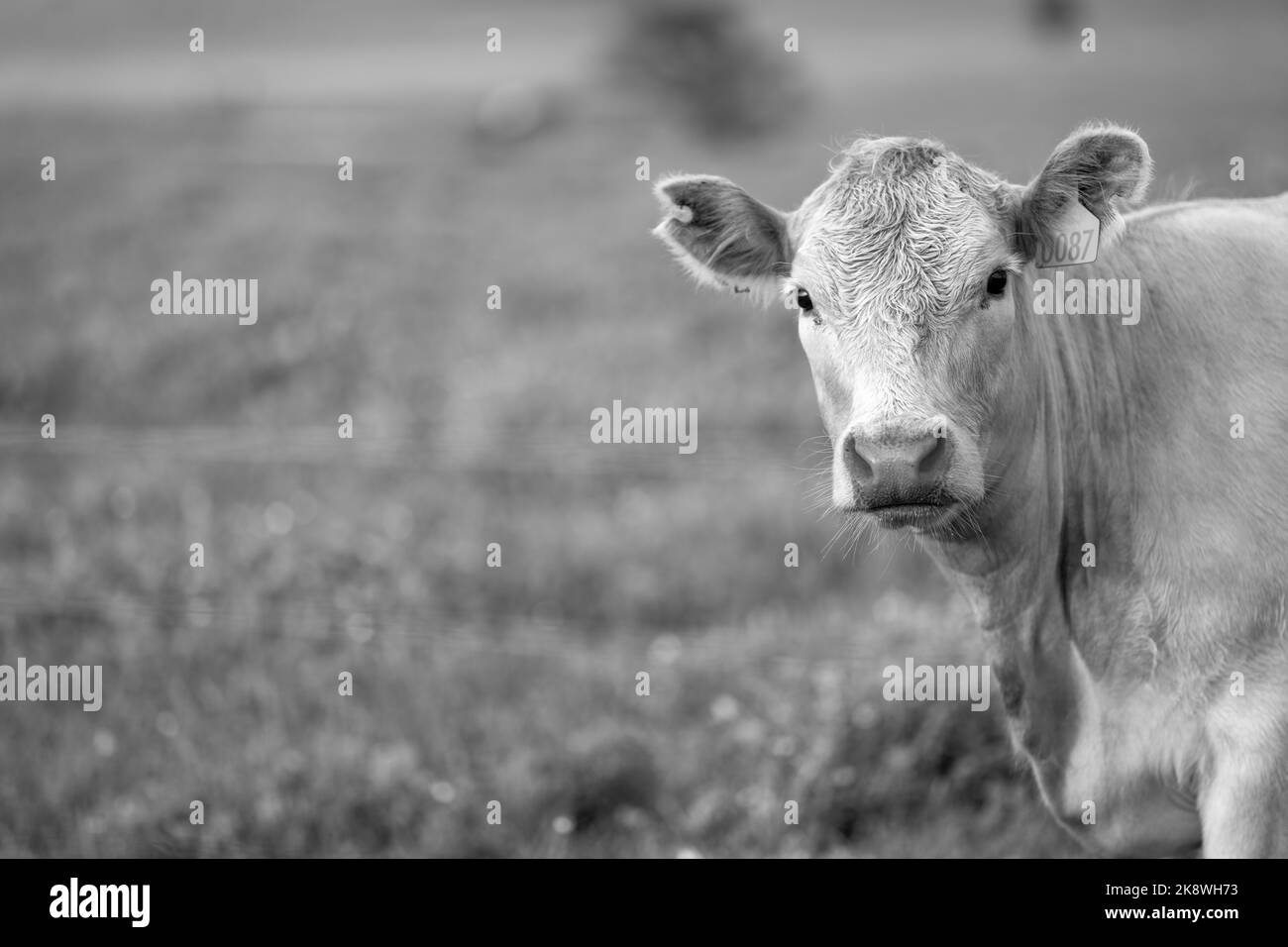 Vaches de boeuf et calfs broutant sur l'herbe dans le sud-ouest de victoria, Australie. Manger du foin et de l'ensilage. Les races comprennent le parc de merlus, murray Gray, angus et son Banque D'Images