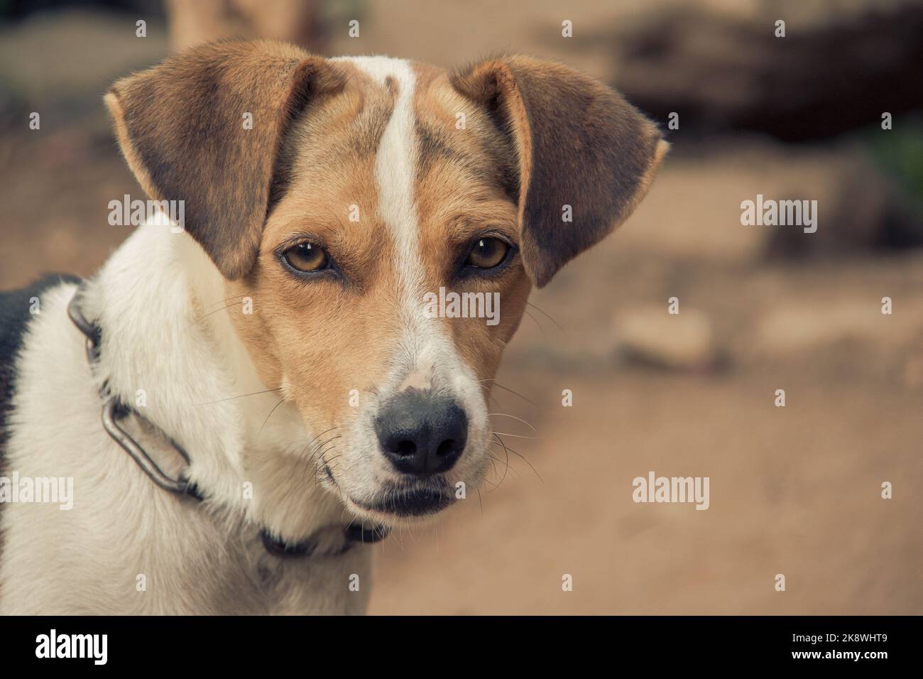 Magnifique chien au look élégant Banque D'Images