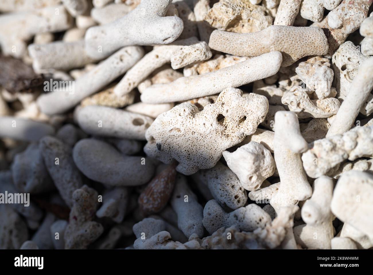 corail mort, corail blanchi délavé. plage de corail du grand récif bariier du queensland en australie Banque D'Images