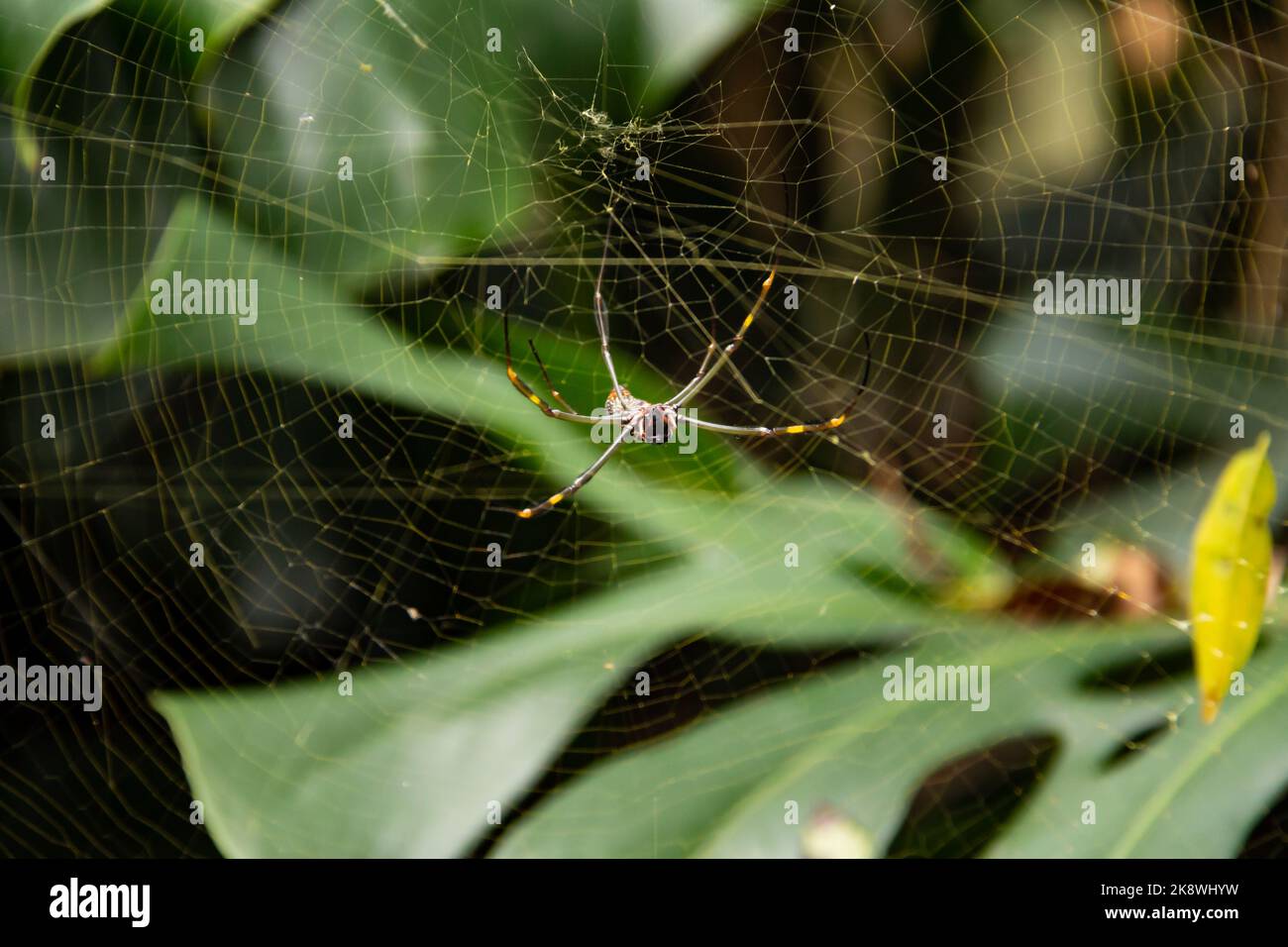 Araignée dans la toile de l'araignée Banque D'Images