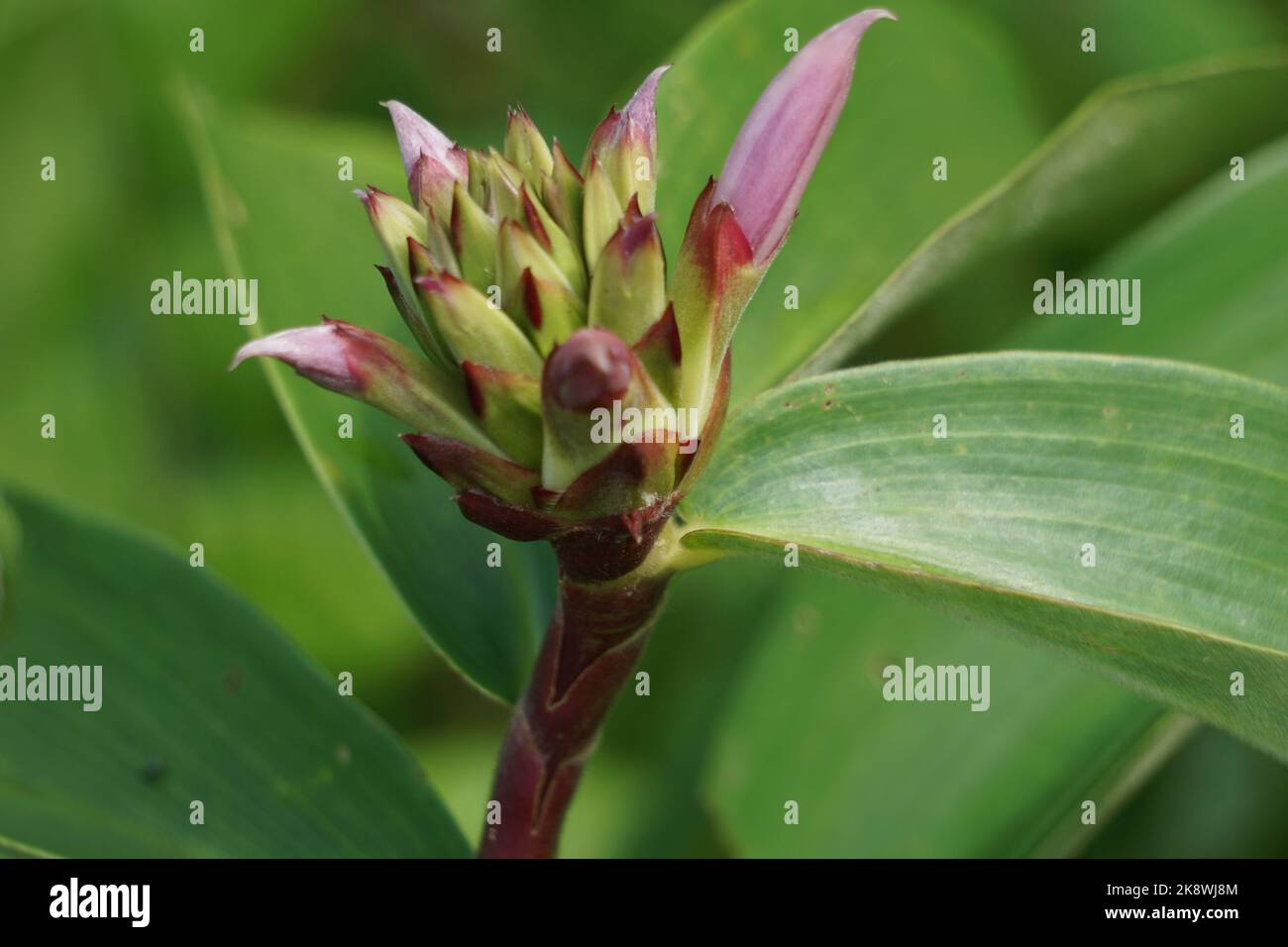 Cheilocostus speciosus (également appelé gingembre de crêpe, Costaceae, Hellenia speciosa, Pacing tawar) dans la nature. Le rhizome a été utilisé pour traiter la fièvre Banque D'Images