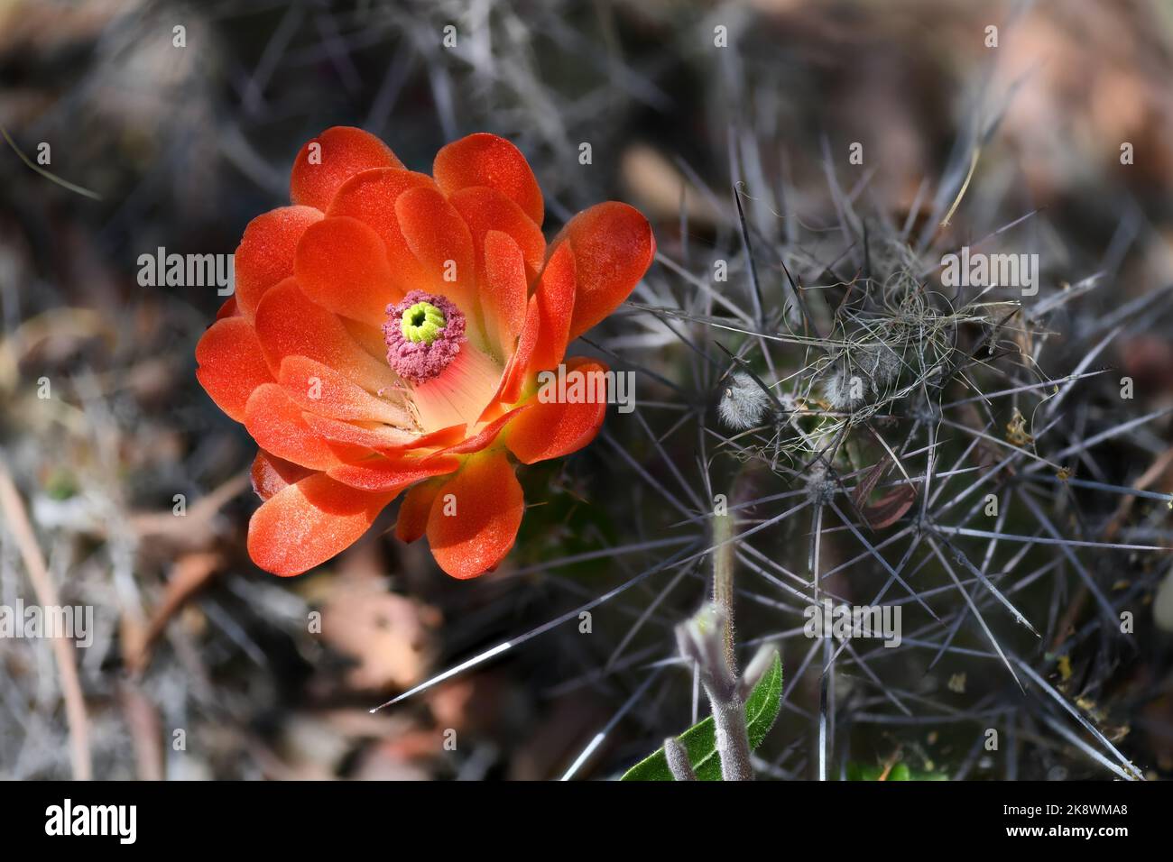 Red Claret Cup Cactus du Sud-Ouest américain Banque D'Images