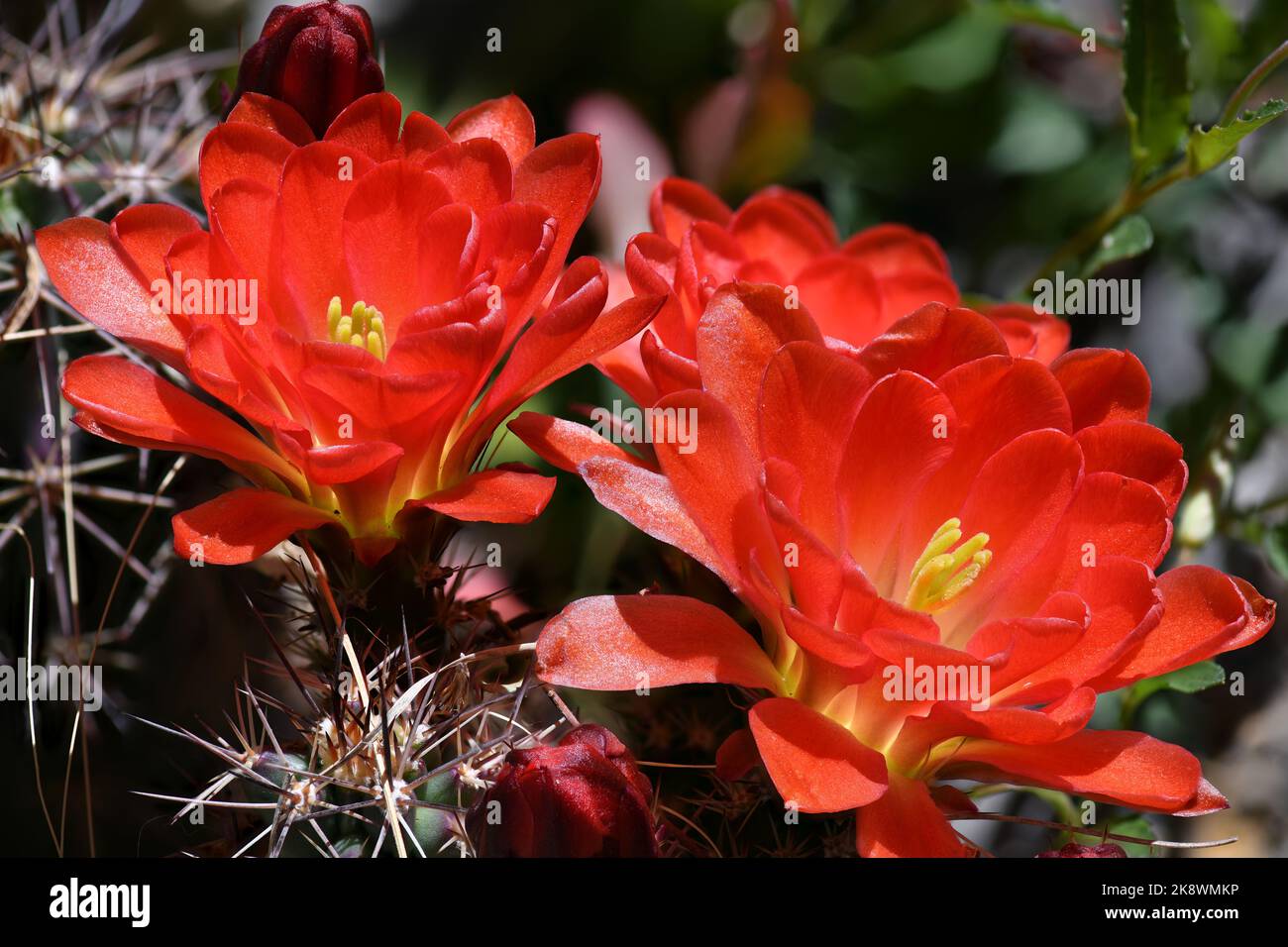 Cactus rouge vif du Sud-Ouest américain Banque D'Images