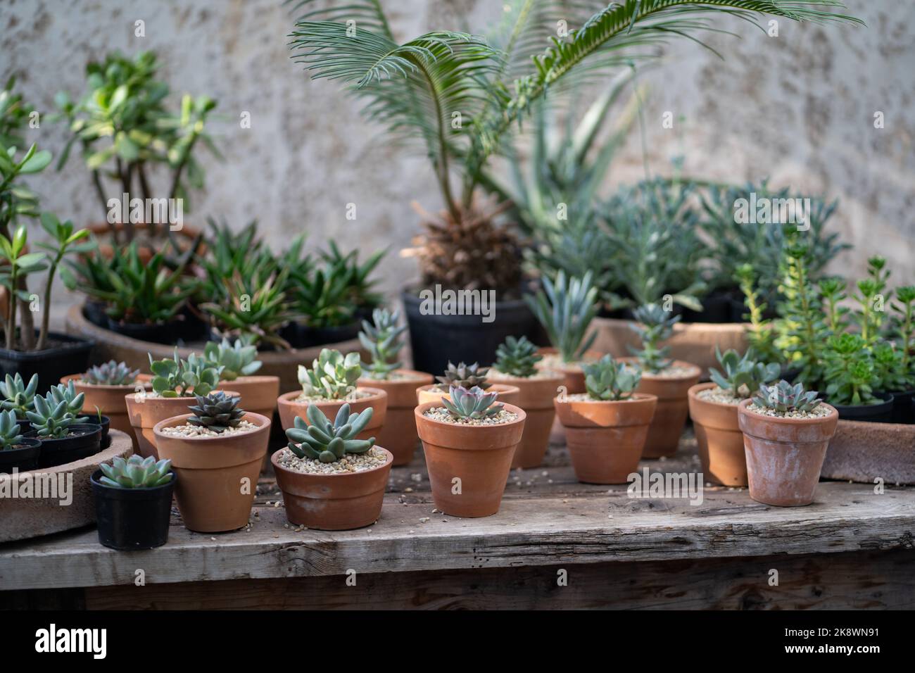 Magasin d'usine confortable avec pots de jardinières sur une vitrine en bois. Maison studio de design floral. Petite entreprise. Banque D'Images